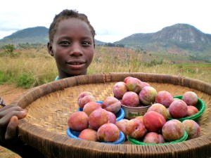 Selling peaches roadside